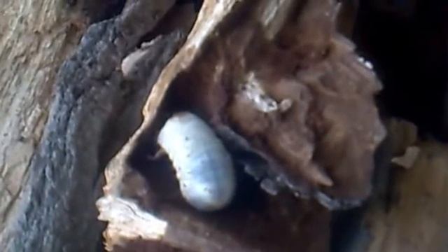 Oryctes nasicornis2 смотреть онлайн