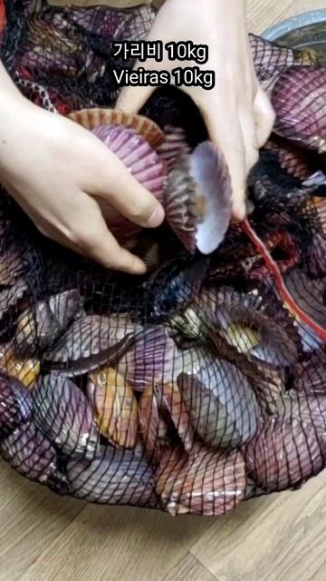 #shorts 가리비 10kg 쪄 먹기 Come 10 kg de vieiras смотреть онлайн