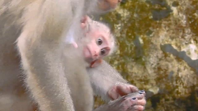 Great Mom brings Baby monkey up after raining смотреть онлайн
