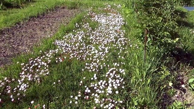 Деревня.   Июнь.   8.2022г. смотреть онлайн