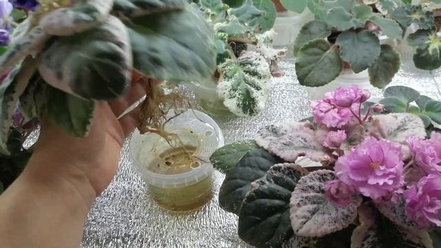 Як виглядають фіалки з посилки від подруги через 2 тижні. Масові пересадки 😊#сортовіфіалки