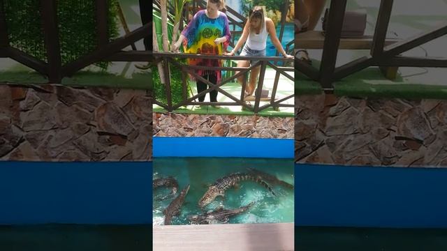 Кормление крокодила смотреть онлайн