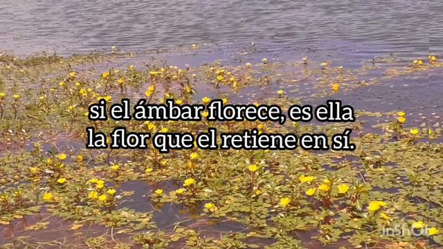 La brevedad de las cosas humanas. POEMA de... LUIS de GONGORA y ARGOTE смотреть онлайн