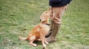 Щенок Лабрадора-Ретривера