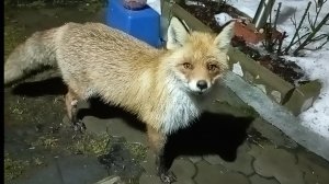 (978) Лиса приходит в гости. Март 2025