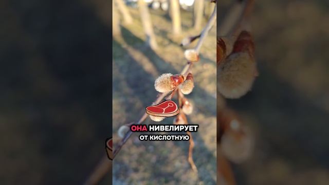 Мясо - чем же полезно мясо для организма человека