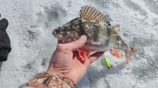 ПЕРВАЯ РЫБАЛКА ПО ЛЬДУ, А НА ДВОРЕ МАРТ МЕСЯЦ 2025!!)ОКУНЬ ЕСТЬ))БАЛАНСИР ЛОВИТ))