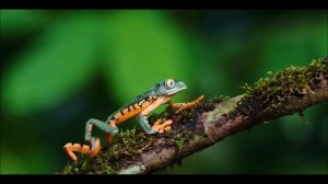 Путешествие. Коста-Рика