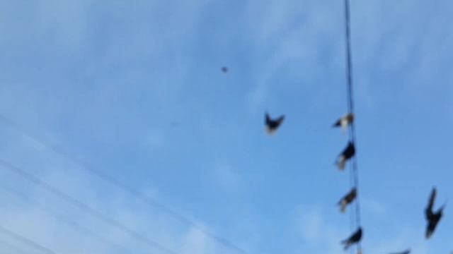 Голуби. Категория ( лентяи). + Атака сокола. +7978 00 85 391. Зима. смотреть онлайн