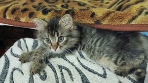 смотрите я смешная