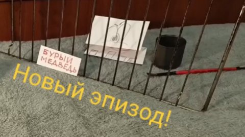 Мишки и Мишани