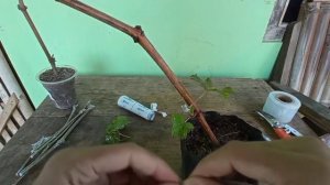 Tutorial Grafting Anggur, Merubah Anggur Lokal Kecil Asam menjadi Import Manis