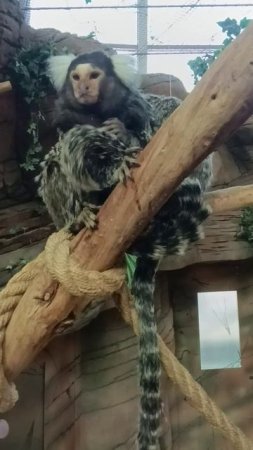 В мире животных Часть 14