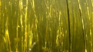 Подводная охота. Тактика охоты в камышах