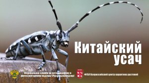 Китайский усач
