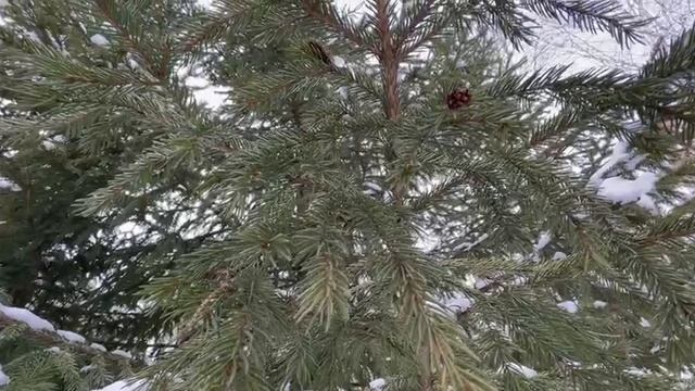 Начало весны. Пение птиц