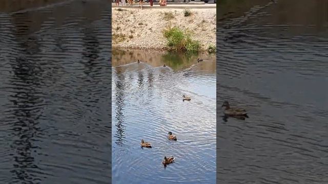 ХОТИМ УТОК КОРМИМ ИЛИ ГОЛУБЕЙ  ,  РЯДОМ С ДОМОМ ТАКАЯ КРАСОТА. смотреть онлайн