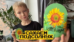 Сажаем подсолнух из фикспрайса