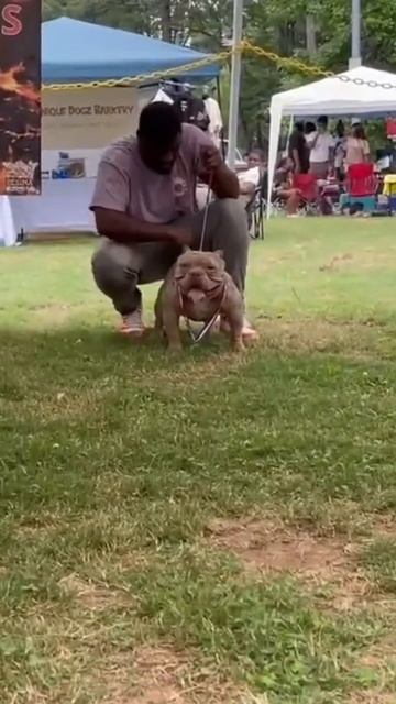 PONCHO WINS BEST MERLE @ Meet & Greet смотреть онлайн