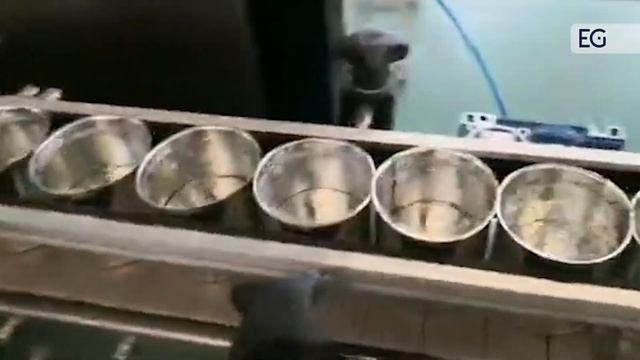 Линия розлива и укупорки сгущенки в консервную банку смотреть онлайн