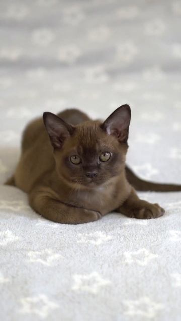 Соболь серый ошейник мальчик Умы cat catlover cutecat kitten cute animals coffee