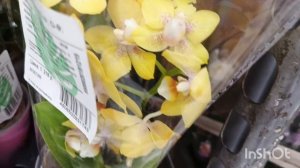 Орхидеи со скидкой в т.ц.Лемано/14.03.25/