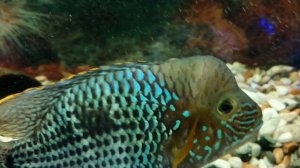 Аквариумные рыбки 🐠🐟🐠