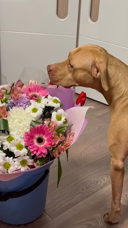 С_прошедшим_8_марта__всех_женщин и Вегу