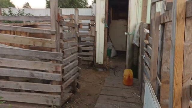 Два новых кастрата! Кастрировал двух поросят! [Будни фермера №16]. смотреть онлайн