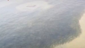 Египет. Gafy Resort 4*. Обзор пляжа. Sharm El Sheikh Март 2024