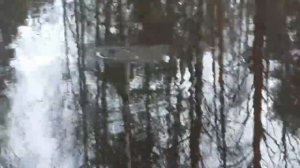 Заготовка гальяна к предстоящей рыбалке на налима