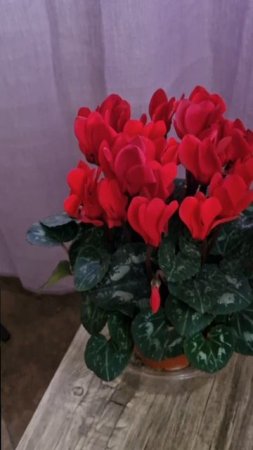 Хорошего Вам настроения! 🌹 #video #shorts #love #nature #reels #life #earth