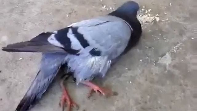 У голубя паралич.