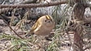 Королёк желтоголовый, Битца, 11 марта 2025