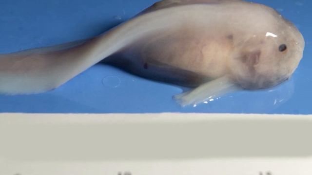 Top 10 Scary Things That Are Only Found In The Mariana Trench