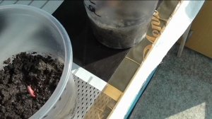 Одна клещевина всходила две недели