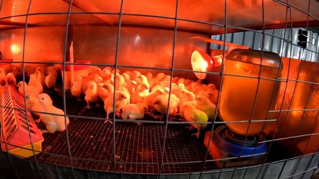 БИЗНЕС НА БРОЙЛЕРАХ - не для СЛАБАКОВ!