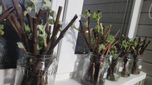 Проращивание черенков винограда. День 14