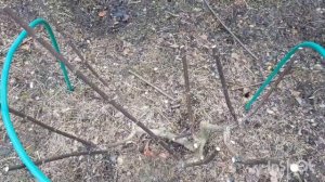 Обрезка метельчатой гортензии Ванилла Фрейз - если на клумбе мало места/ Обзор клумбы в апреле