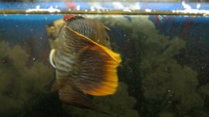 Аквариумные рыбки 🐠🐟