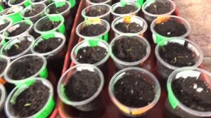 Обзор рассады томатов температуры в поликарбонатовой теплице.