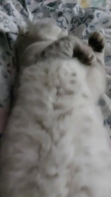 #котикиправятмиром #мимишность #шерри #прикол #шортс #cats #котики #милота #красота #youtubeshorts