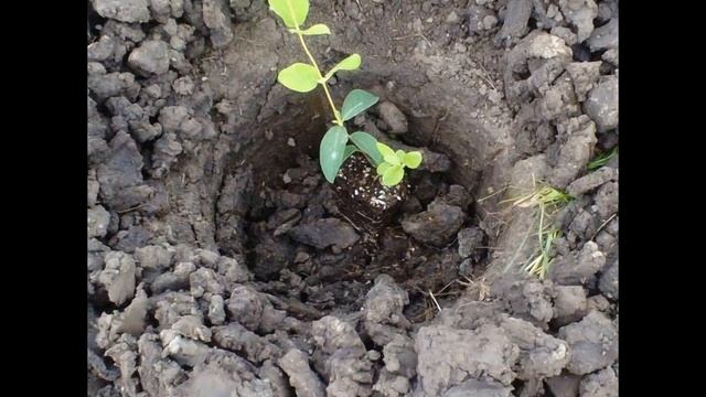 Все про правильну посадку та пересадку жимолості смотреть онлайн