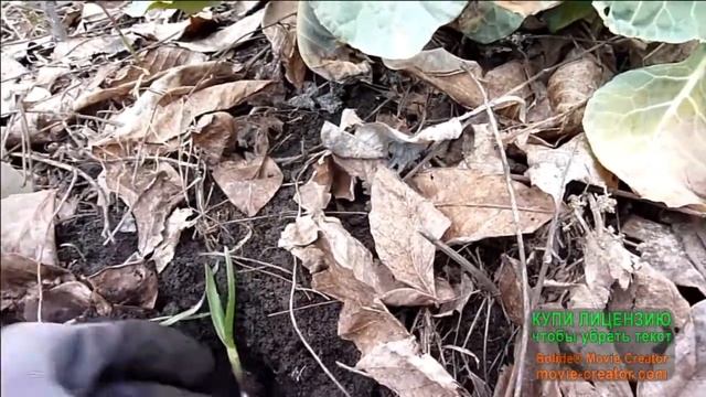 Перманентный опыт приобретаем 2. В марте с грядки брюссельская капустка без зряшного труда.