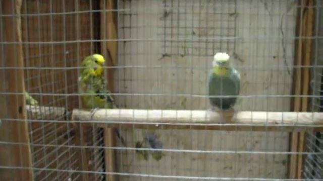 попугай вид#9 смотреть онлайн