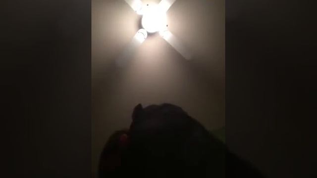 german uniform panzer смотреть онлайн