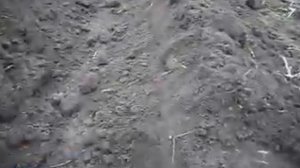 Пахота после дождя на ЮМЗ 6 з плугом плм 3-35.