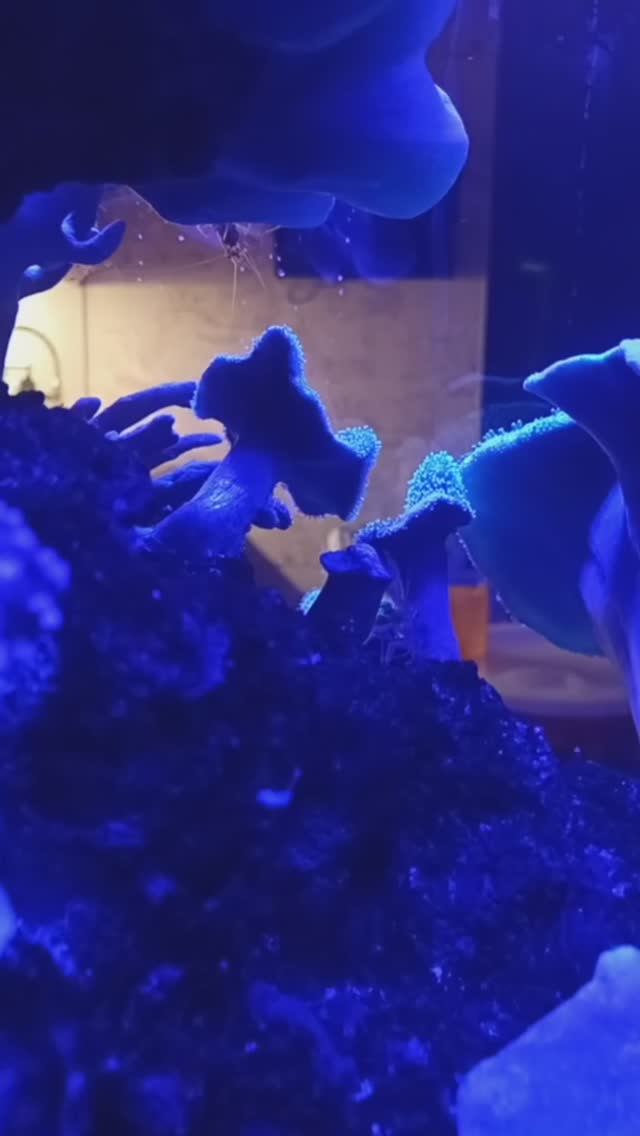 **"Заселение креветок-кукенталь в морской аквариум: первые шаги и адаптация 🦐💙"** смотреть онлайн