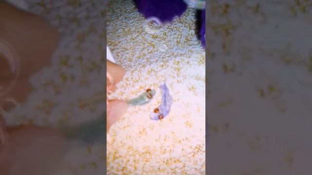 Что новогу у моих кроликов брелков. смотреть онлайн