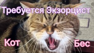 Кот не захотел ехать к доктору.